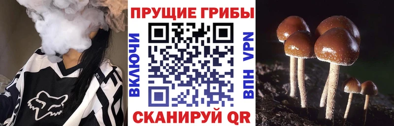 Галлюциногенные грибы Psilocybe  ОМГ ОМГ зеркало  нарко площадка как зайти  Орск 