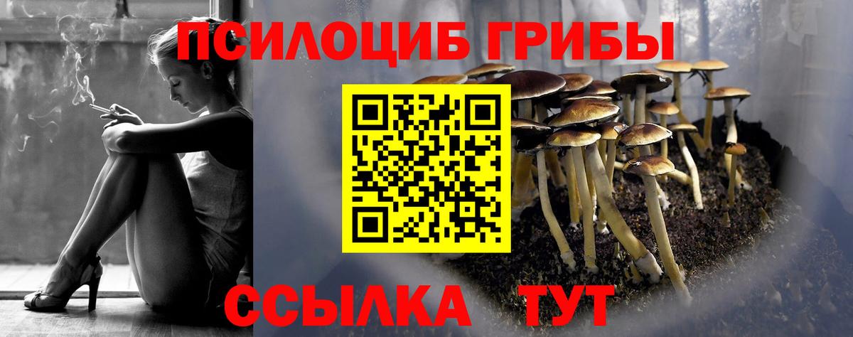Галлюциногенные грибы Psilocybe Орск